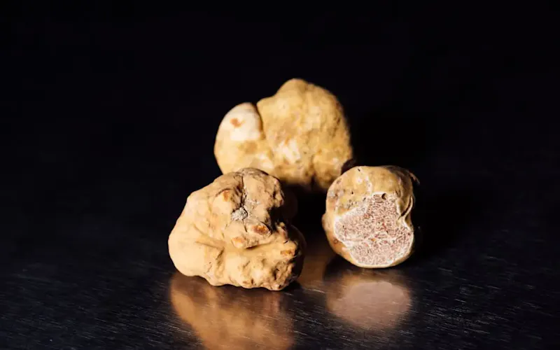 Tartufo Bianco!