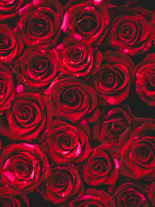 🎉Valentine's Day Special( 2026 )🎉