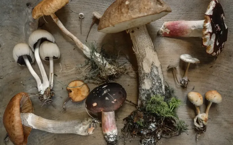 Photo de La Cantoniera flat lay photography of mushrooms | Photo de Andrew Ridley, sur https://unsplash.com/@aridley88?utm_source=centralapp&utm_medium=referral