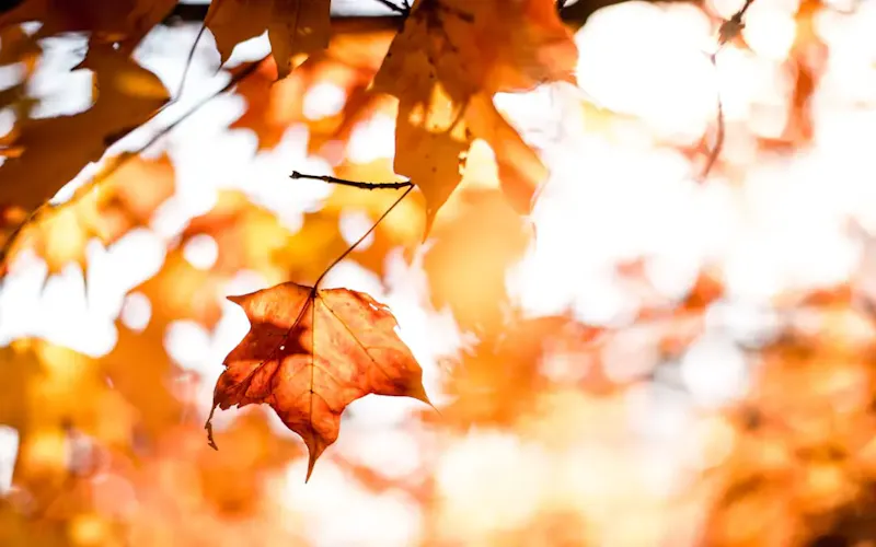 Cinghialata di inizio autunno!