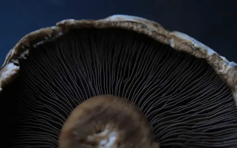 a close up of a mushroom on a black background | Photo de Eléonore GAUTIER, sur https://unsplash.com/@elegautier?utm_source=centralapp&utm_medium=referral