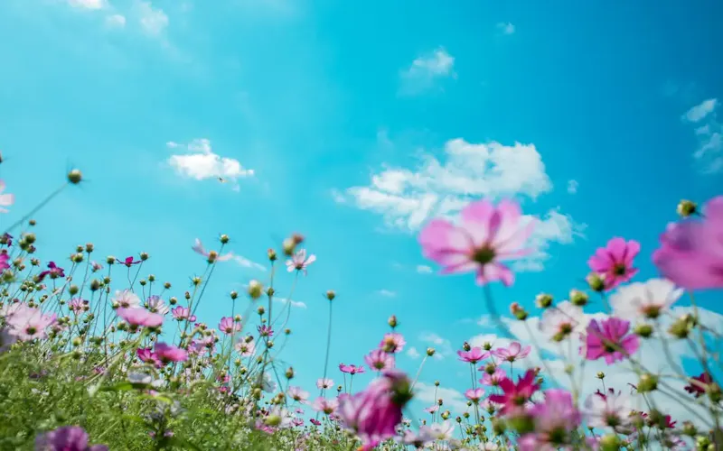Photo de La Cantoniera purple-petaled flowers | Photo de chi liu, sur https://unsplash.com/@liuchi?utm_source=centralapp&utm_medium=referral