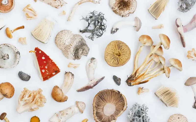 Funghi, funghi, funghi!