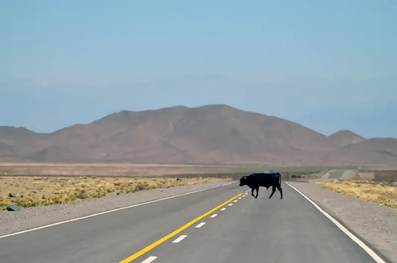 black cow standing on pavement | Foto de Agustín Lautaro, en https://unsplash.com/@agustinl?utm_source=centralapp&utm_medium=referral