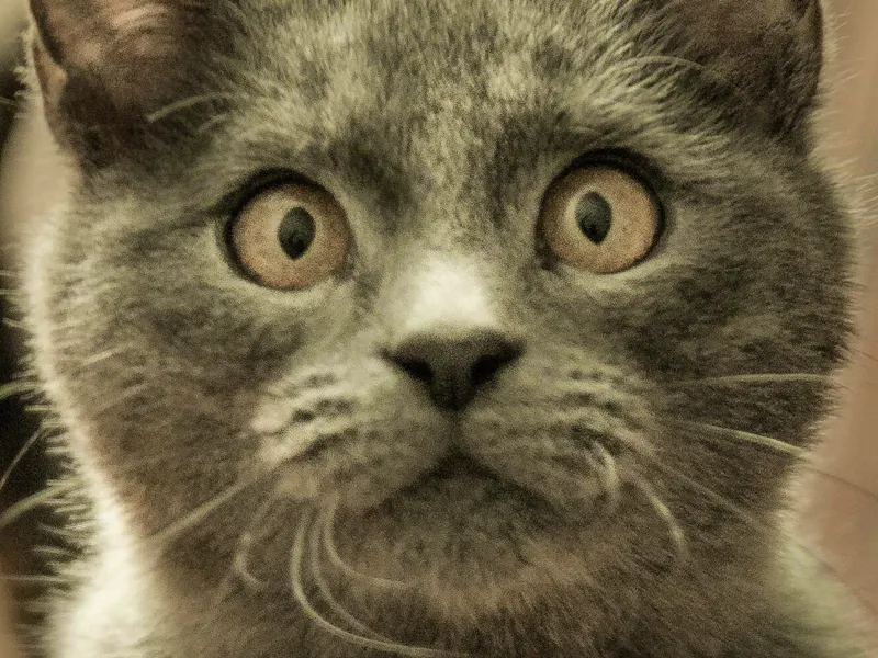 Image of Sylvain3