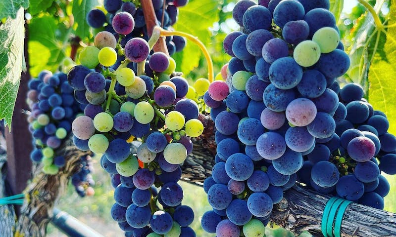JIMA WINERY
