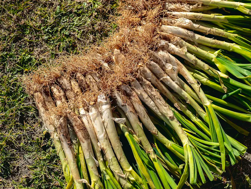 Menu Calçots Menu Calçots