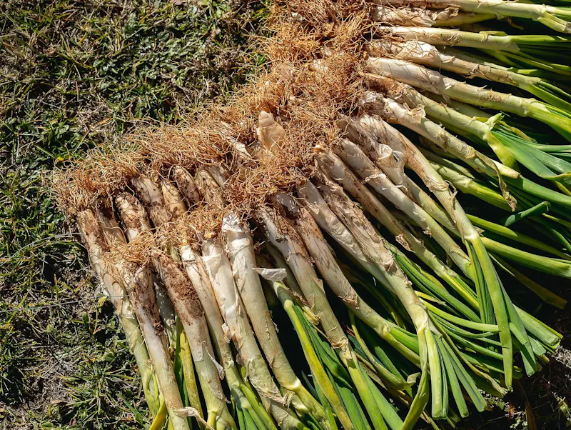 Know more about the Calçots! Know more about the Calçots!