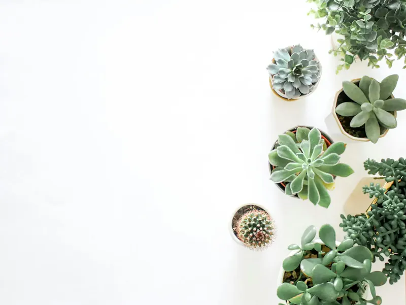 A top-down view showcasing a variety of succulent plants arranged on a white background. | Photo by Element5 Digital, on https://www.pexels.com/@element5?utm_source=centralapp&utm_medium=referral
