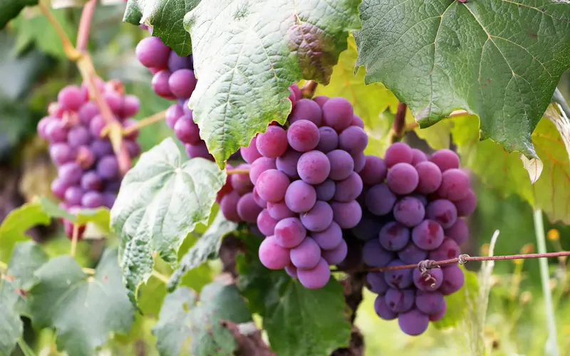 Lush clusters of violet grapes ripening in a Brazilian vineyard, surrounded by vibrant green leaves. | Foto de Luiz M. Santos, en https://www.pexels.com/@luiz-m-santos-250917?utm_source=centralapp&utm_medium=referral
