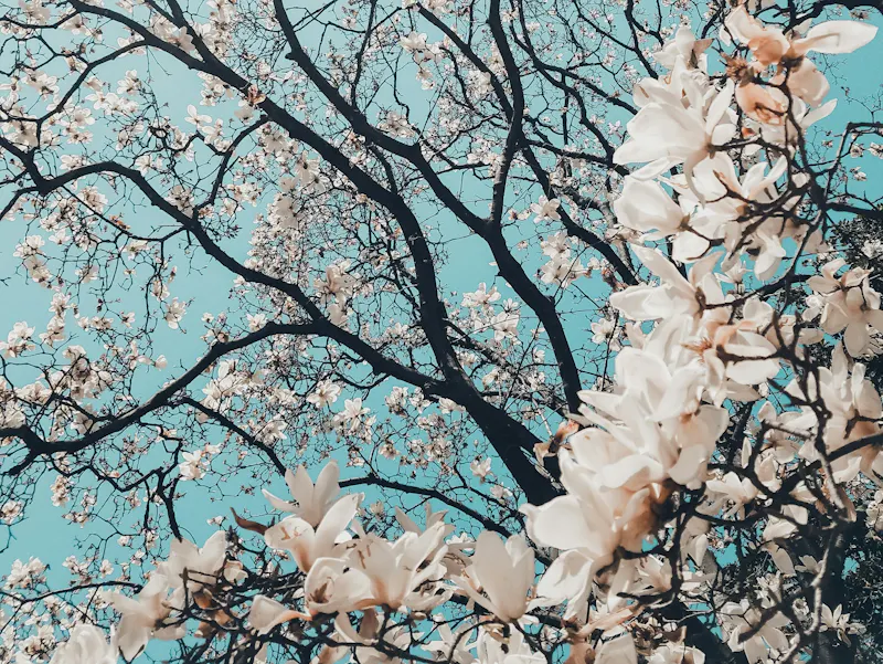 A Taste of Spring: Seasonal Flavors at Il Monello As the days grow longer and the air fills with the scent of blooming flowers, spring brings a sense of renewal...