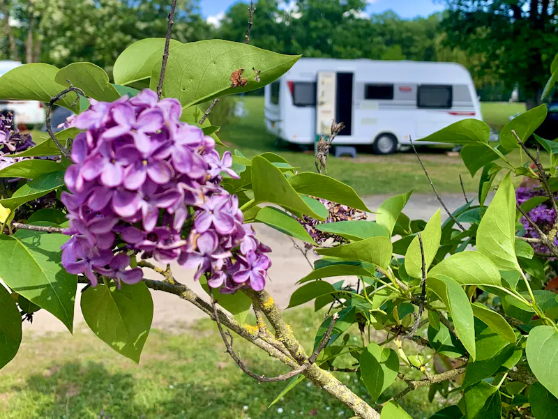 Photo de Camping des Acacias