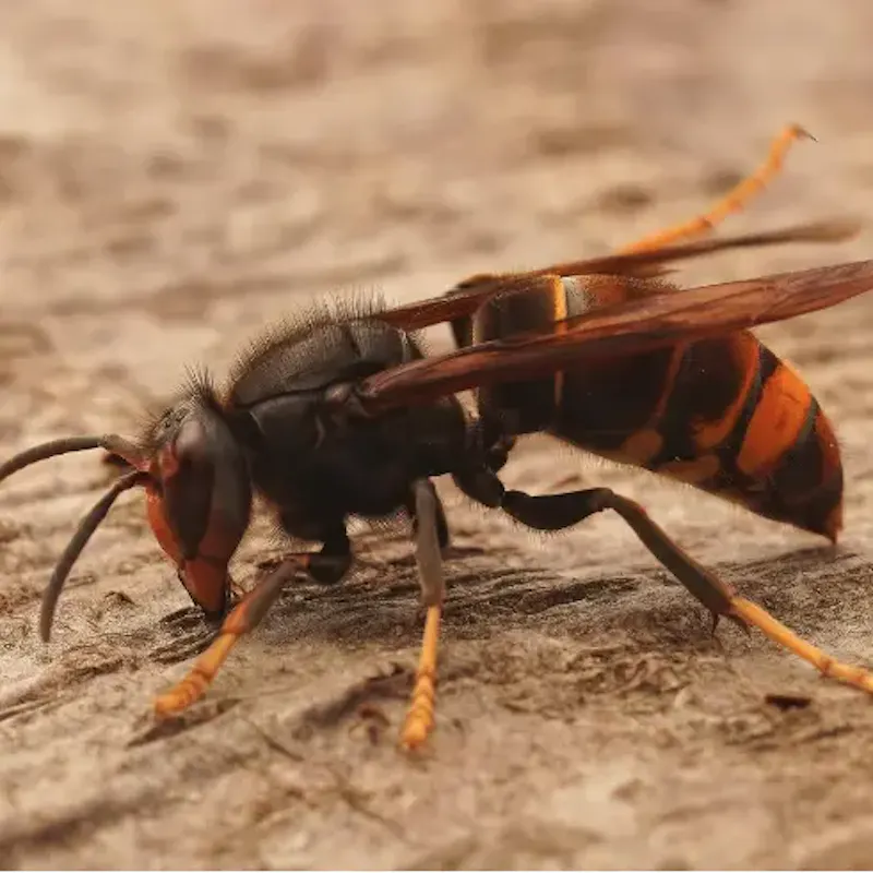 Les insectes
