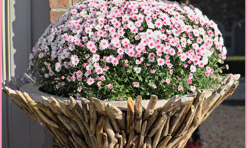 Image of De Cœur en Fleur et Flamme
