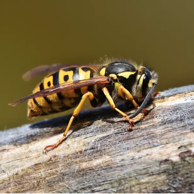 Les insectes