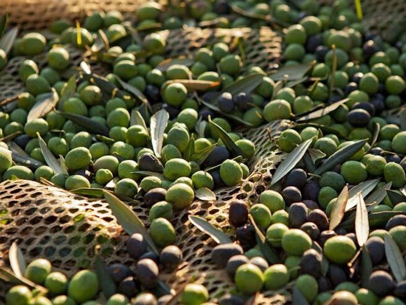 Le restaurant Lunapontina est fier de proposer à ses clients une huile d'olive de qualité supérieure produite par la famille IANNOTTA.
