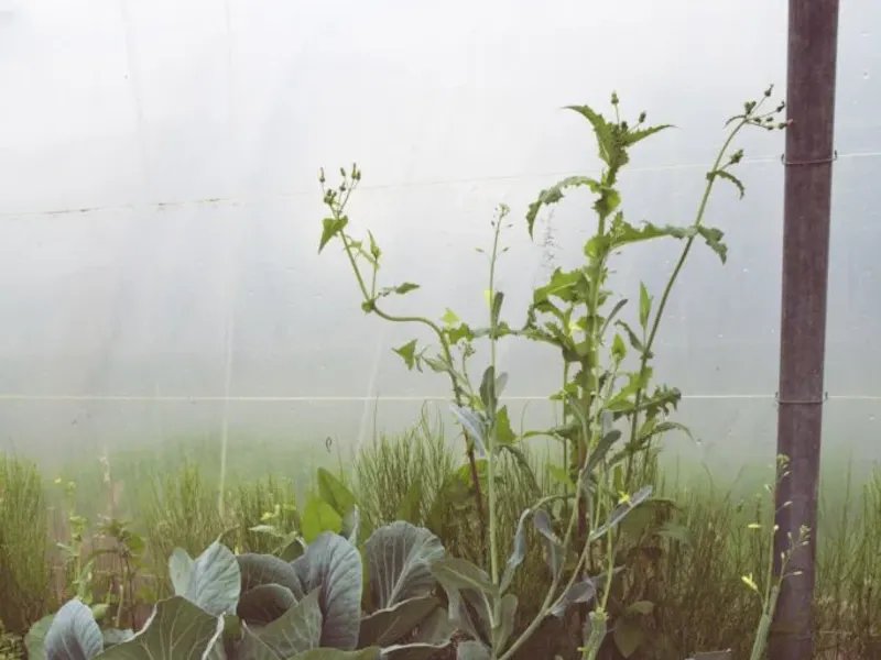 An exceptional gardener in the heart of Yvelines