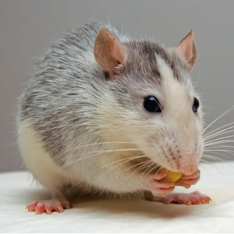 Souris