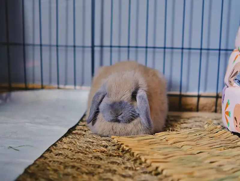 a small rabbit is sitting in a cage | Photo de Leiada Krozjhen, sur https://unsplash.com/@leiadakrozjhen?utm_source=centralapp&utm_medium=referral