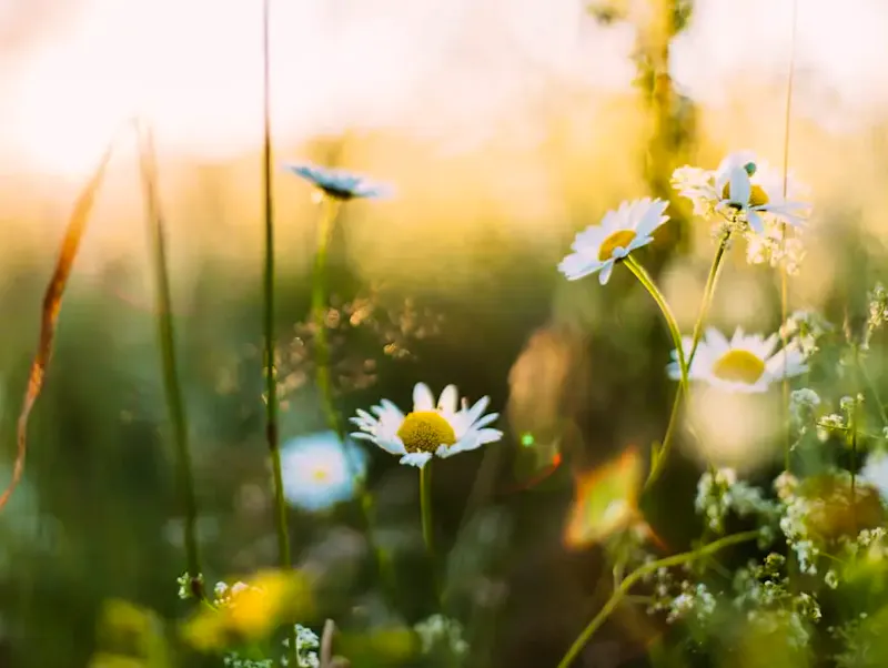 white flowers in shallow focus photography | Photo by Daiga Ellaby, on https://unsplash.com/@daiga_ellaby?utm_source=centralapp&utm_medium=referral