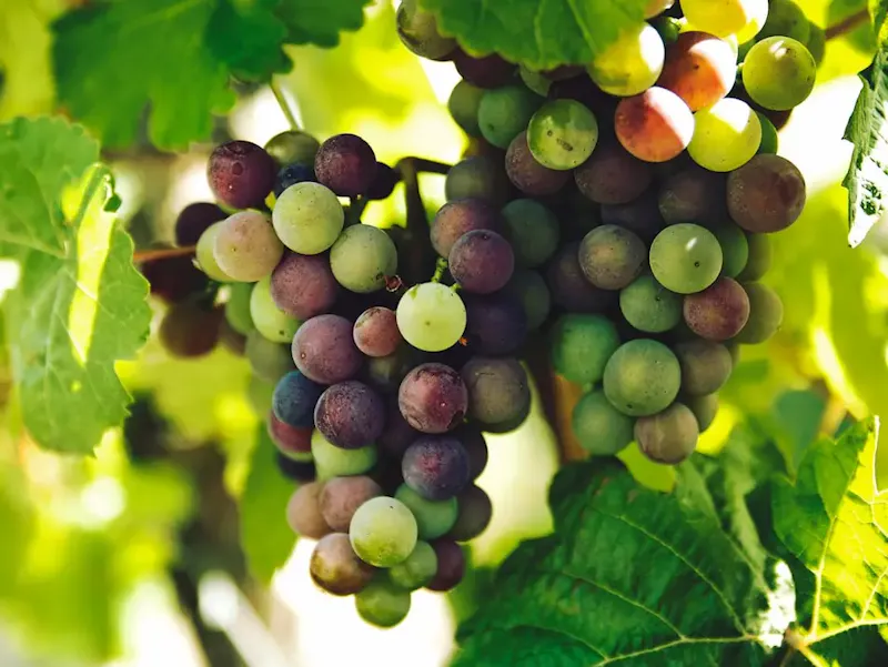 Les Vins bio, biodynamiques et nature : 3 approches distinctes pour un retour aux sources