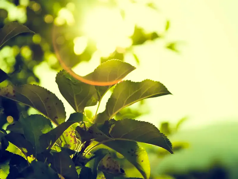 Image of La Table de Colette close-up photo of gree nleaf | Photo by Micah Hallahan, on https://unsplash.com/@micah_hallahan?utm_source=CentralApp&utm_medium=referral