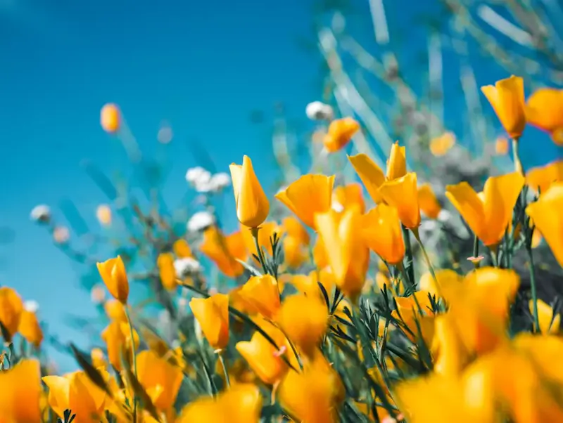 Assaggio di primavera